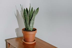 Ilustracija (Pexels)