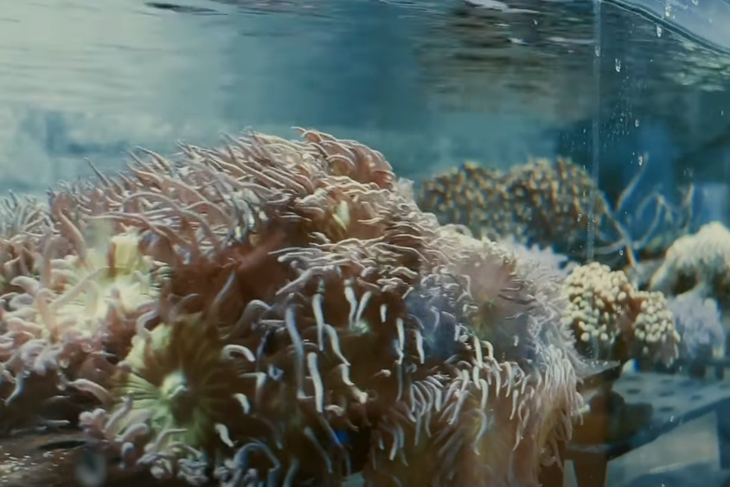 (Screenshot / Facebook)