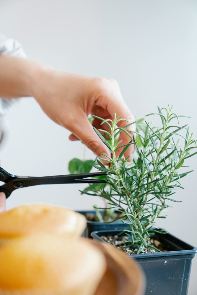 Ilustracija (Pexels)