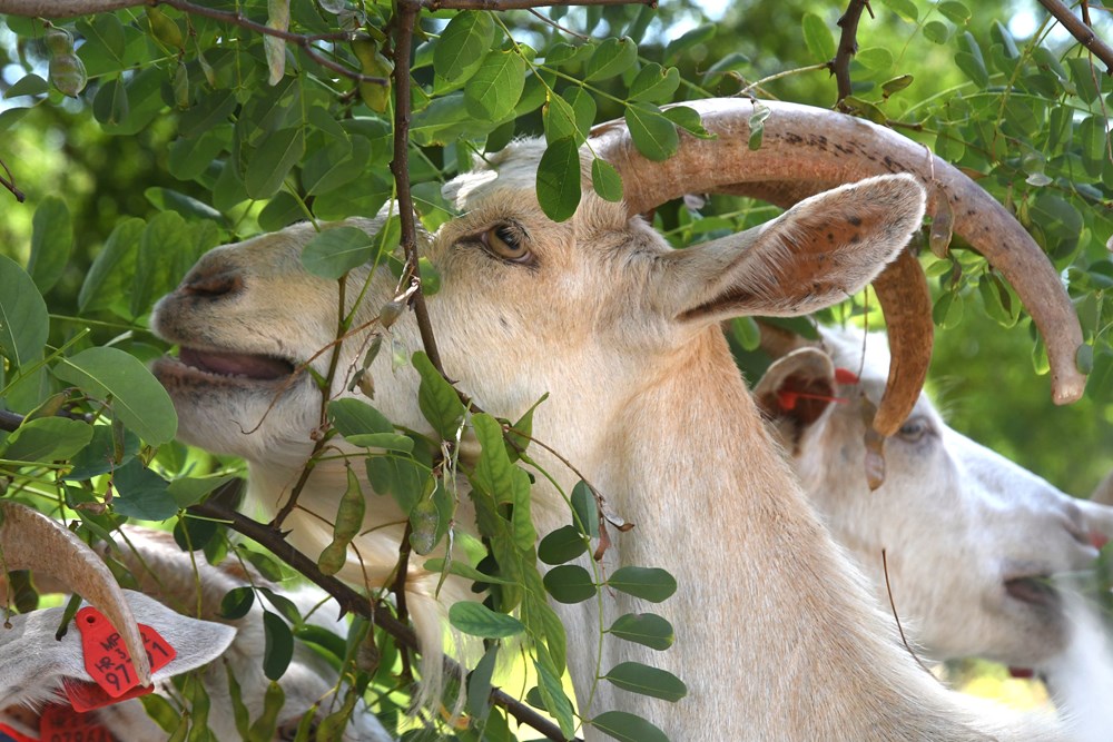 (Snimio Milivoj Mijo&scaron;ek)