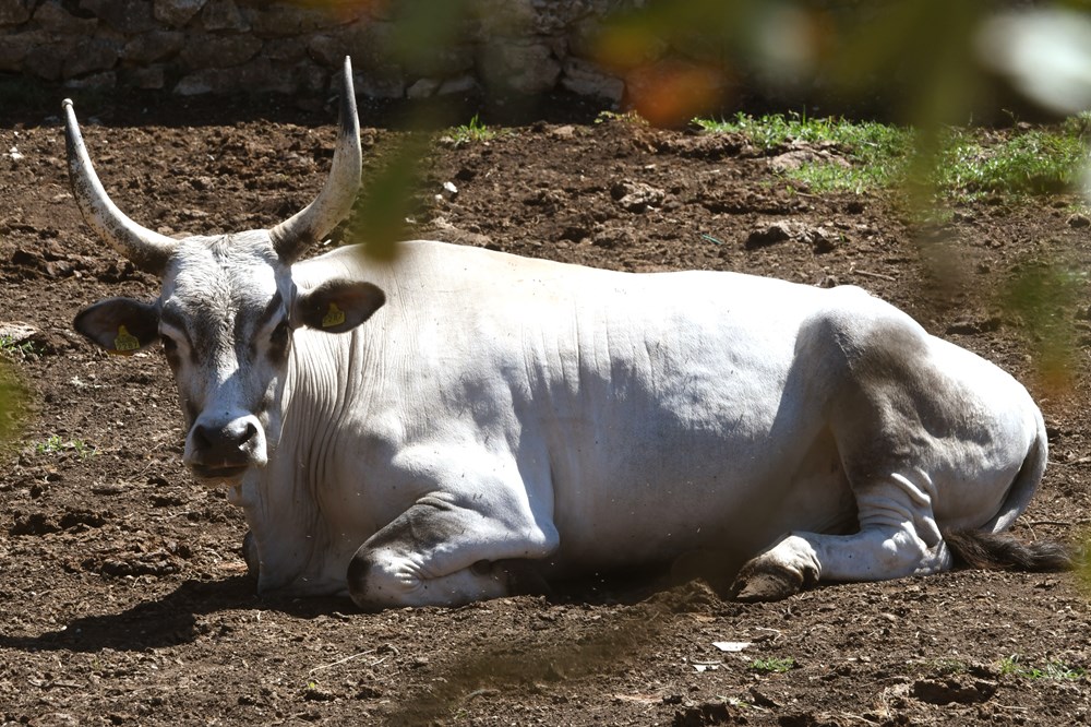 (Snimio Milivoj Mijo&scaron;ek)