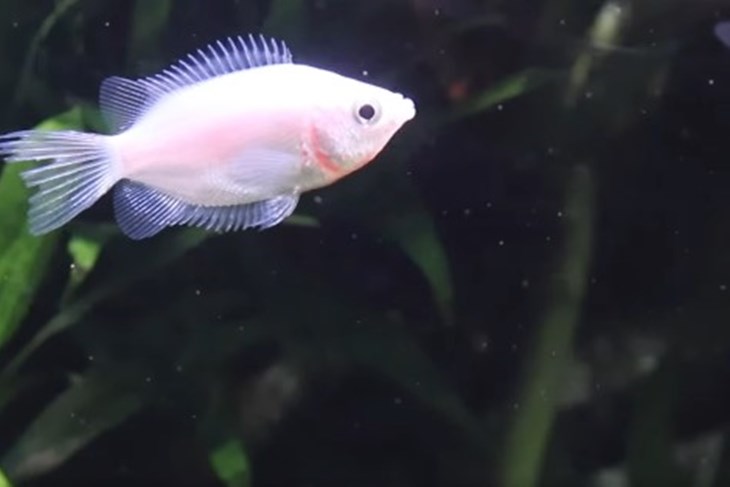 (Foto: Screenshot / Facebook Aquarium Pula)