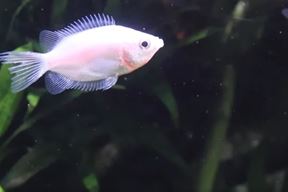 (Foto: Screenshot / Facebook Aquarium Pula)