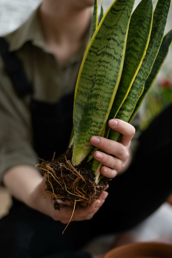 Ilustracija (Pexels)