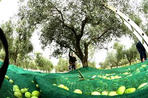 Podrška razvoju i unapređenju maslinarstva (Snimio Milivoj Mijošek)