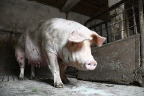 (Damir Spehar/PIXSELL)