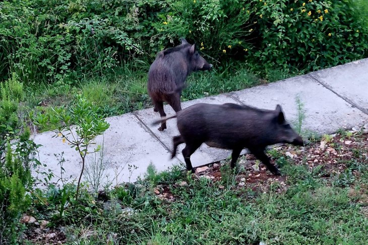 Ilustracija (Moja Duga Uvala / Facebook)