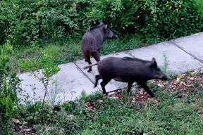 Ilustracija (Moja Duga Uvala / Facebook)