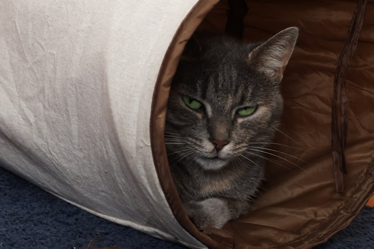 (Snimio Igor Zenzerović)