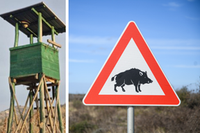 (Grad Pazin, Luka Jeličić)