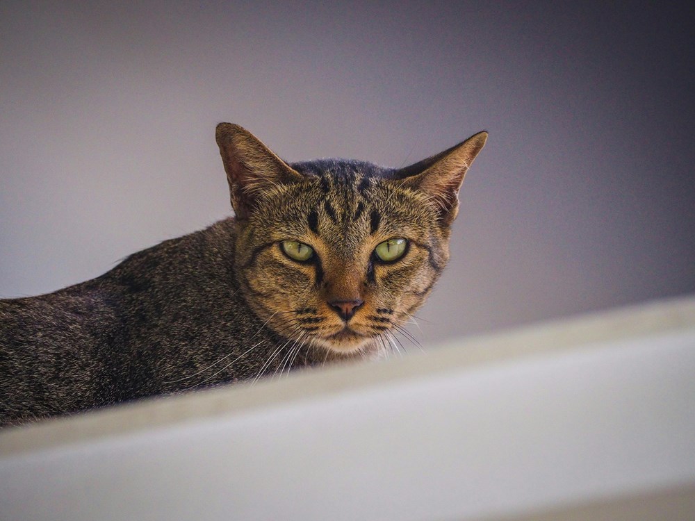 Ilustracija (Pexels)