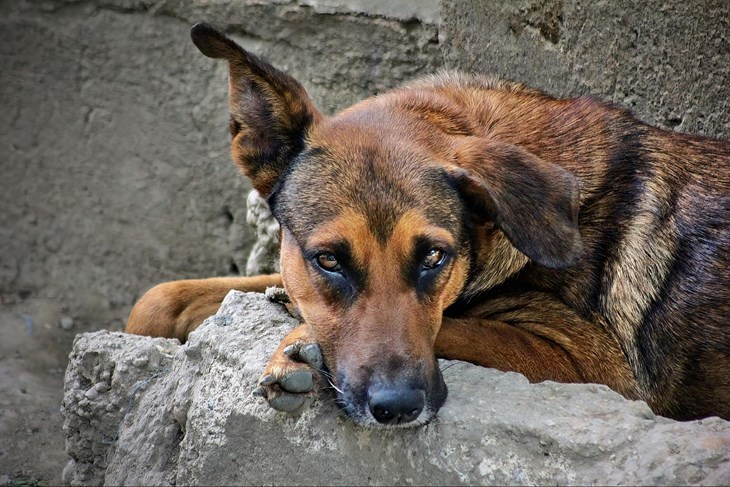 Ilustracija (Pexels)