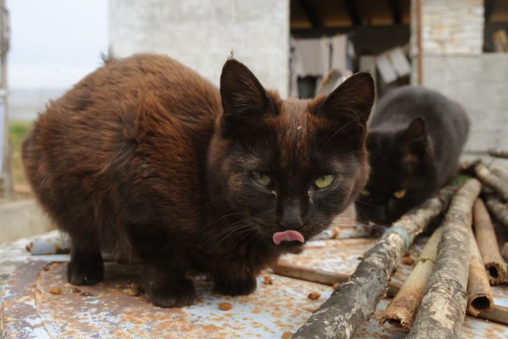 (Snimio Milivoj Mijošek)