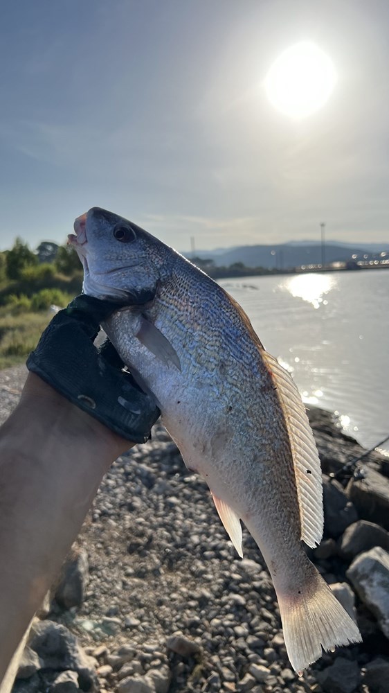 (Snimio Boris Bulić)