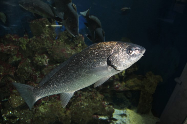 (Snimio Boris Bulić)