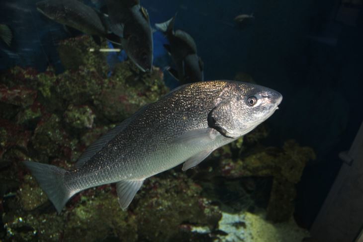 (Snimio Boris Bulić)