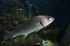 (Snimio Boris Bulić)