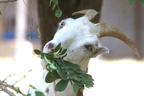 (Snimio Milivoj Mijošek)