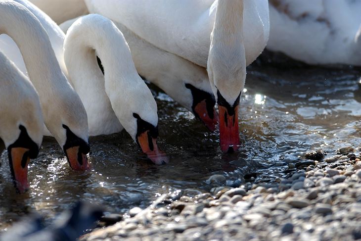(Snimio Nenad Reberšak)