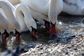 (Snimio Nenad Reberšak)