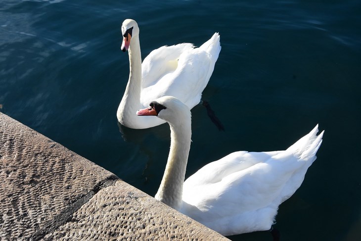 (Snimio Vedran Sitnica)