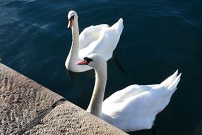 (Snimio Vedran Sitnica)