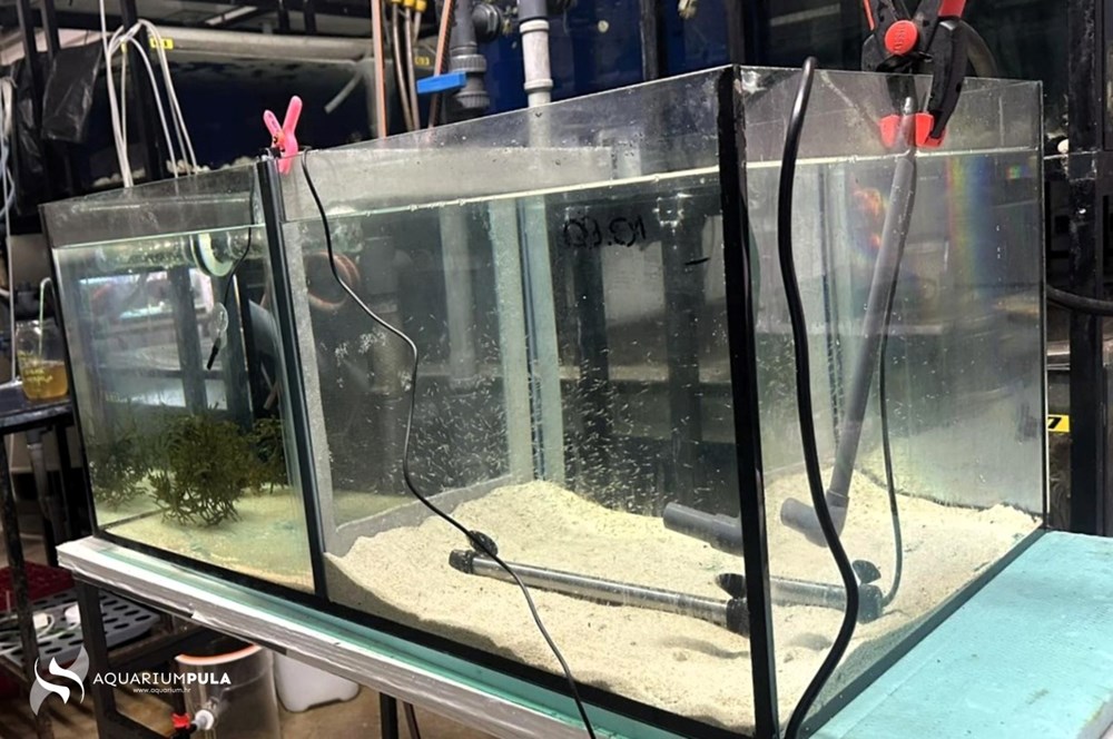 (Snimila Ilenia Sudulić)