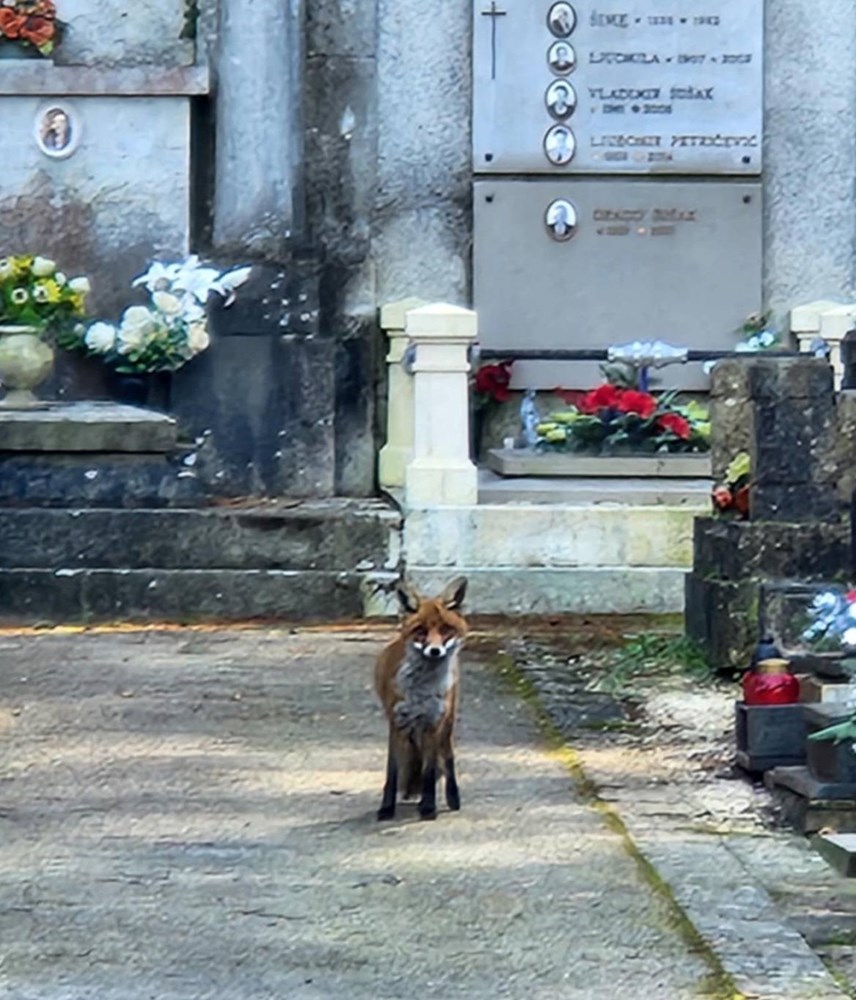 (Foto Tin/Monte Giro)