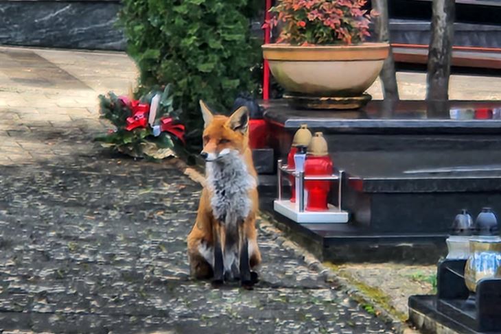 (Foto Tin/Monte Giro)