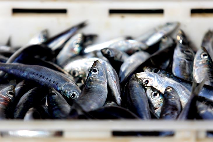 Ilustracija (Snimio Duško Jaramaz / Pixsell)