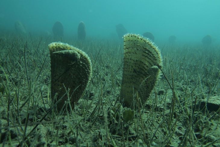 (Foto: Zelena Istra)