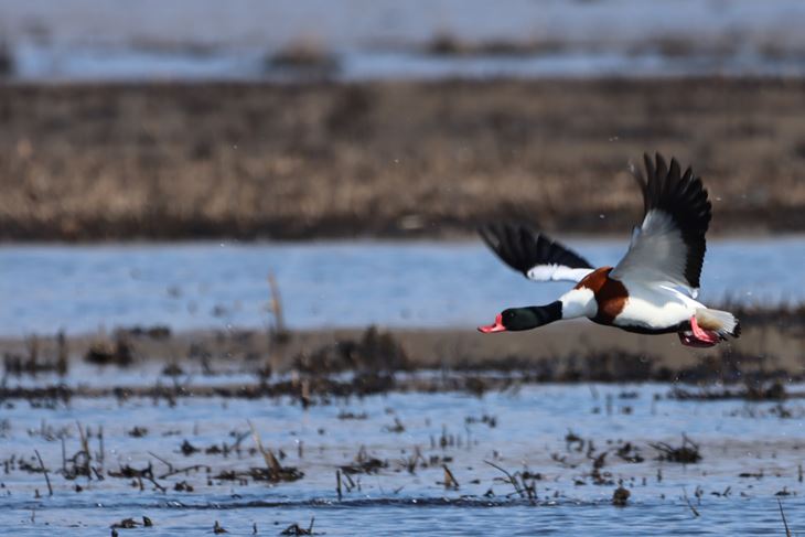 (Foto Natura Histrica)