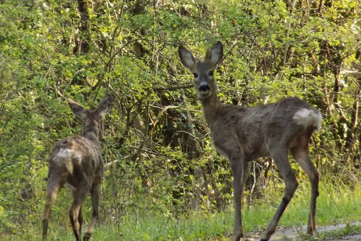 Ilustracija (Snimila Gordana Čalić Šverko)