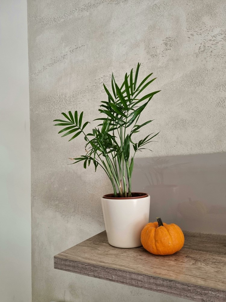 Ilustracija (Pexels)