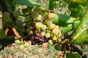 (Arhiva Glasa Istre)