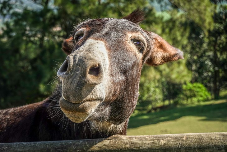 Ilustracija (Pexels)