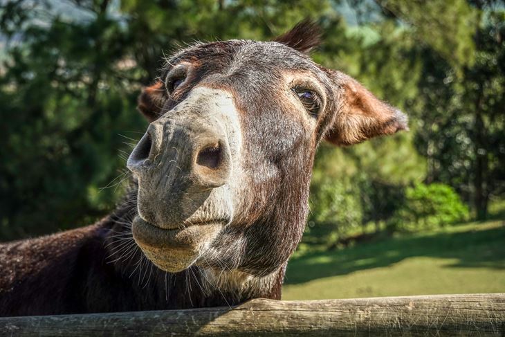 Ilustracija (Pexels)