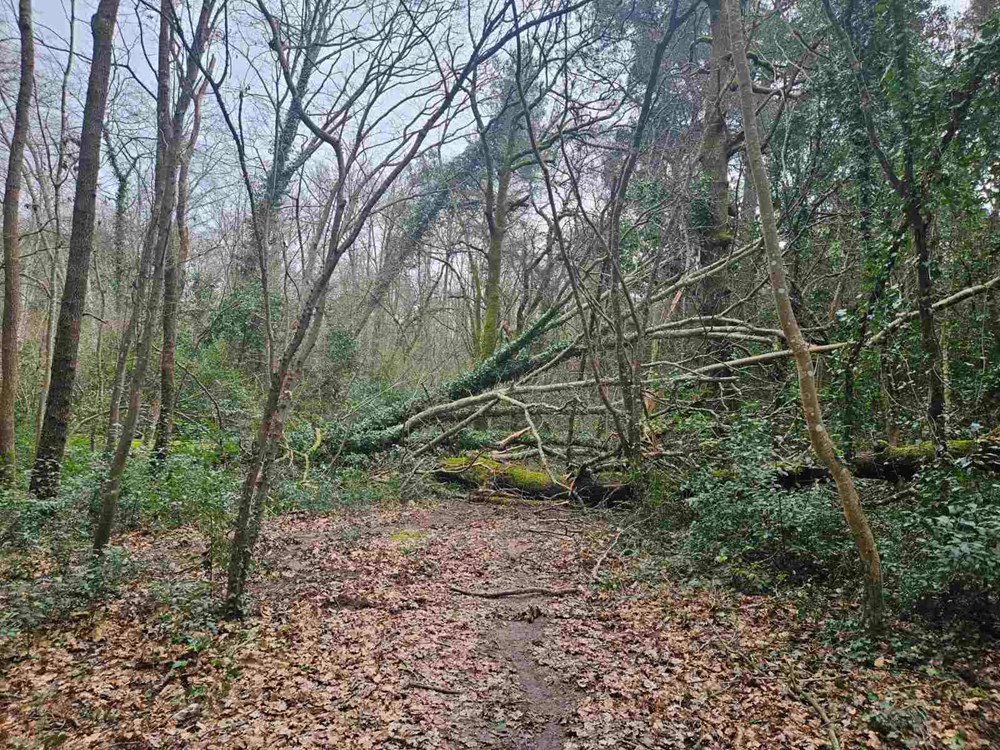 (Foto: Natura Histrica)