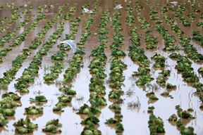 (Snimio Sasa Miljevic / Pixsell)