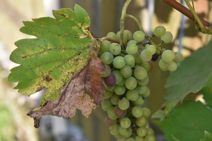 Ilustracija (Snimio Davorin Višnjić / Pixsell)