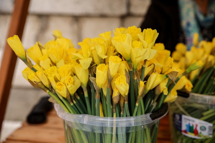 (Snimio Mate Komina)