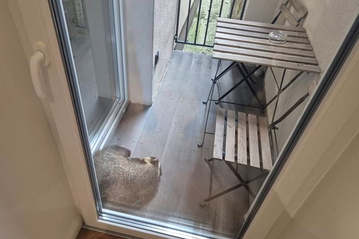 (Sklonište za nezbrinute životinje Grada Zagreba - Dumovec)