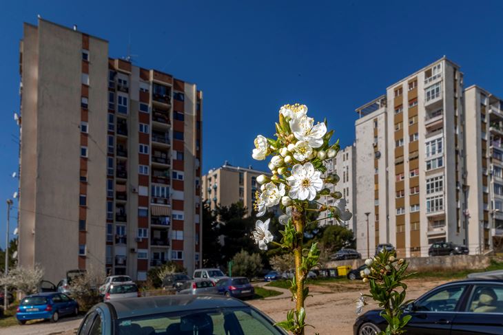 (Snimio Srecko Niketic / Pixsell)