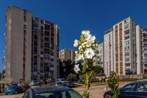 (Snimio Srecko Niketic / Pixsell)