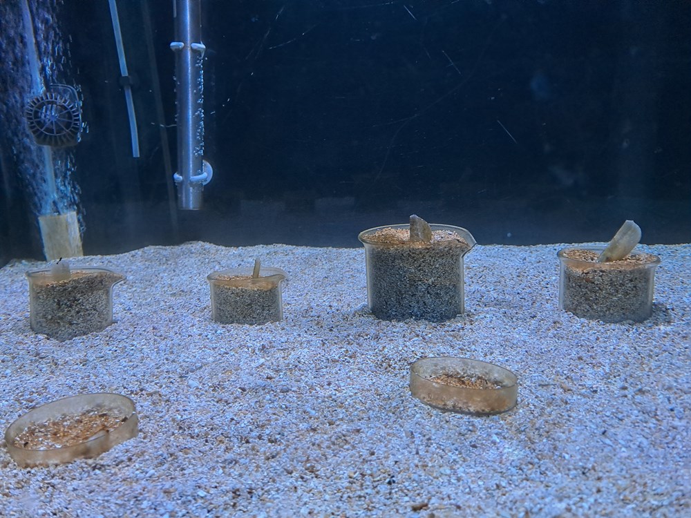 (Snimio Zoran Oljača)