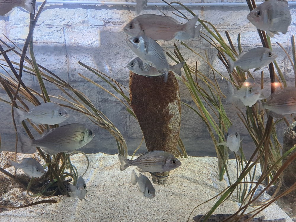 (Snimio Zoran Oljača)