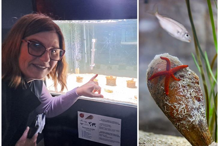 (Zoran Oljača/Srećko Niketić/Pixsell)