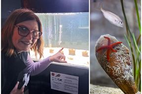 (Zoran Oljača/Srećko Niketić/Pixsell)