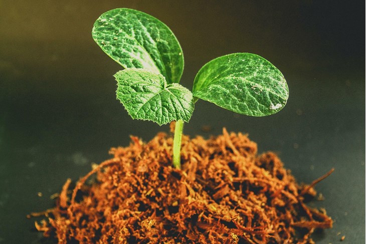 Ilustracija (Pexels)