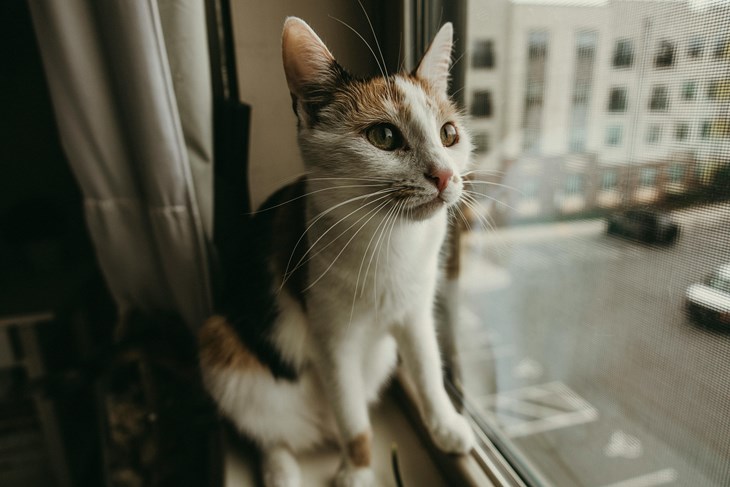 Ilustracija (Pexels)